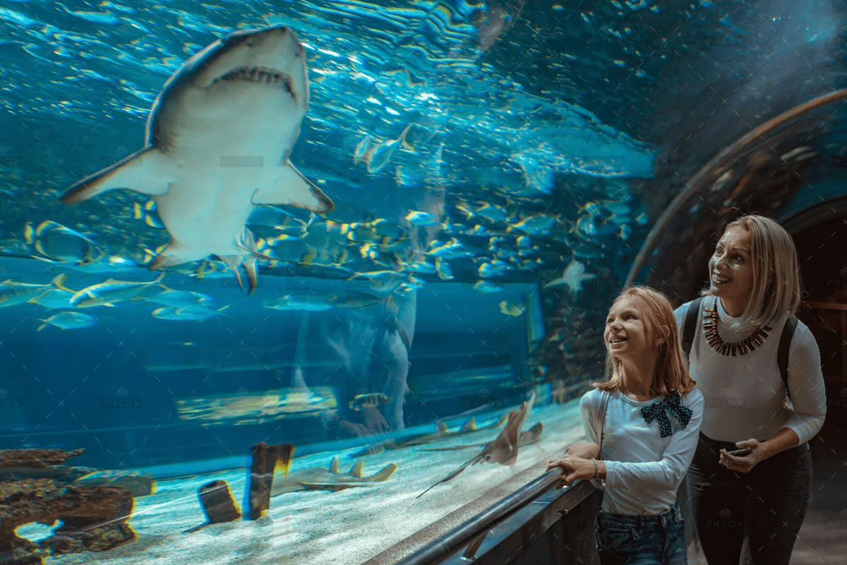 demo-attachment-288-showing-her-the-sharks-GHR4ZKN-1